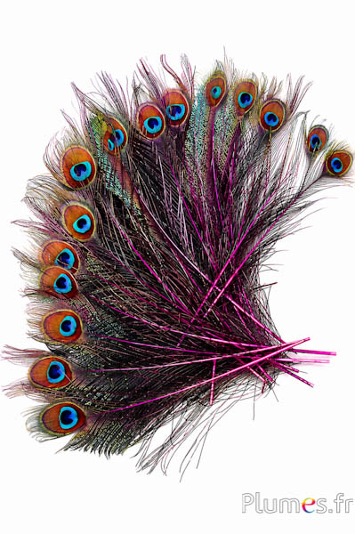 Pavone blu spada - 25-35 cm - fucsia